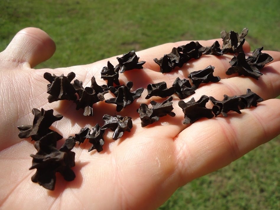 Large image 1 25 Fossil Salamander Vertebrae