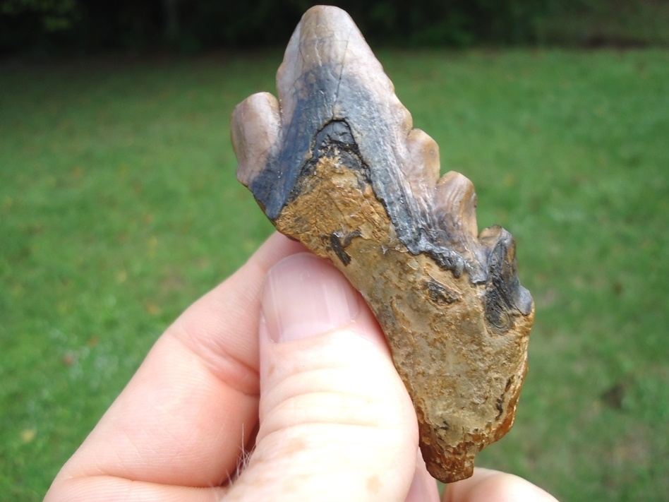 Large image 1 Colorful Archaeocete Whale Tooth