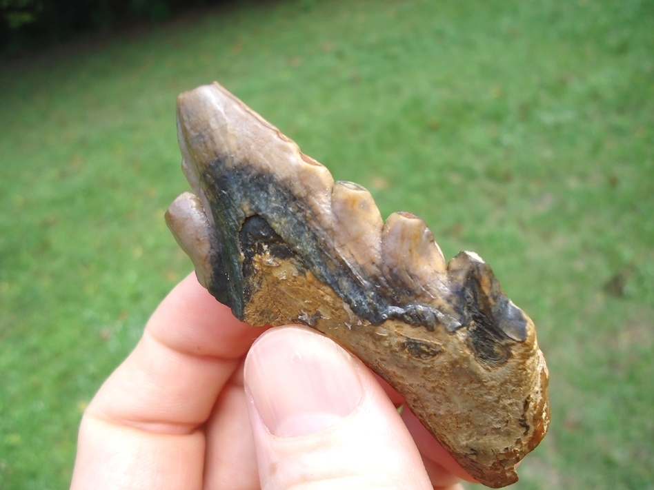 Large image 2 Colorful Archaeocete Whale Tooth