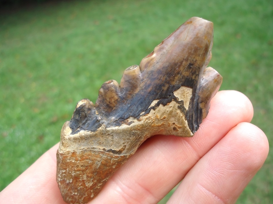 Large image 3 Colorful Archaeocete Whale Tooth