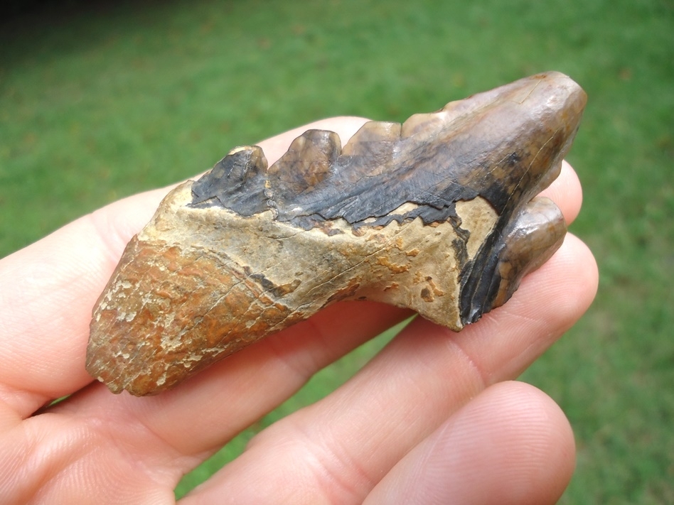 Large image 5 Colorful Archaeocete Whale Tooth