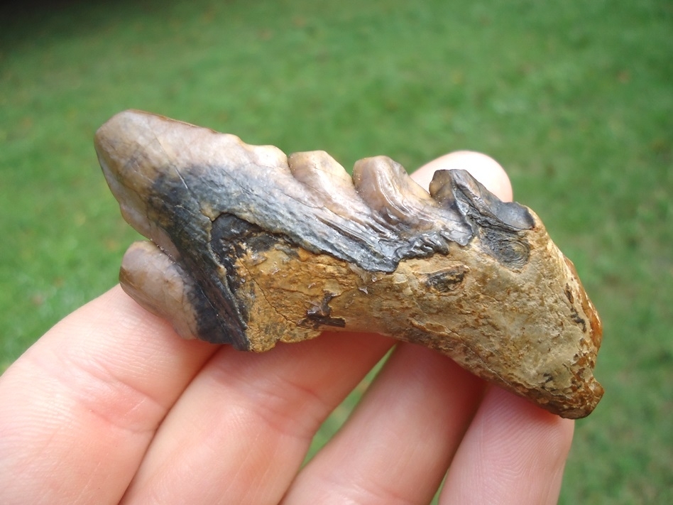 Large image 6 Colorful Archaeocete Whale Tooth