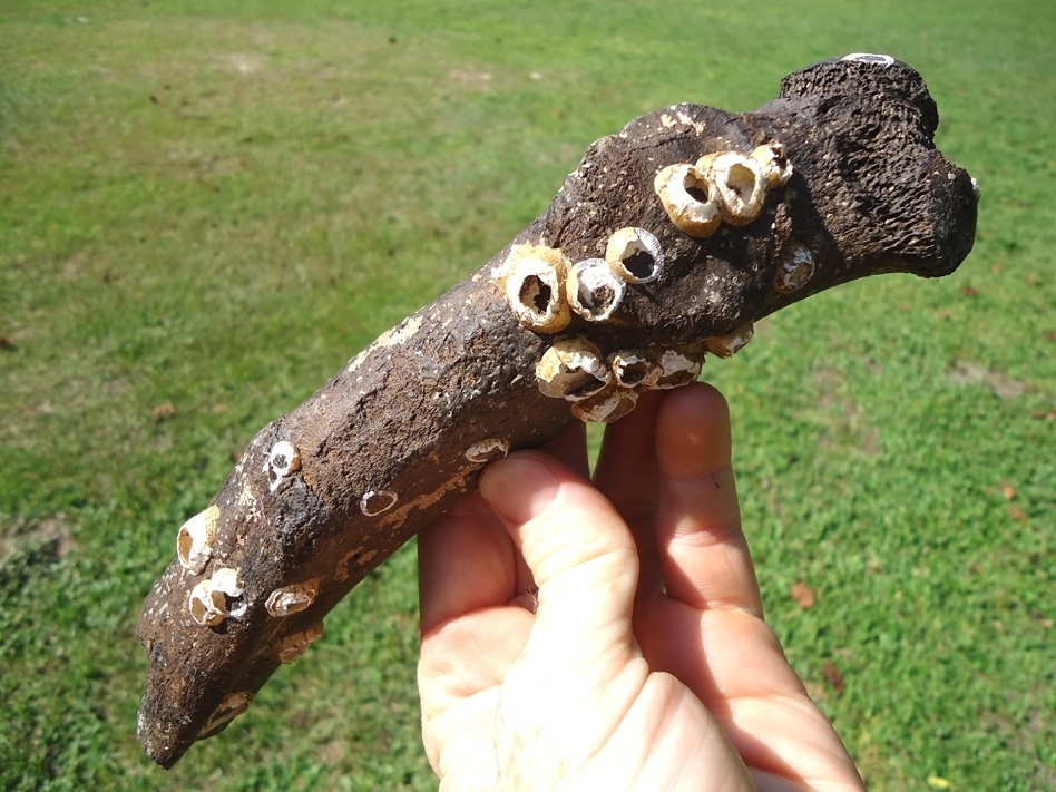 Large image 1 Unique Mastodon Rib with Barnacles