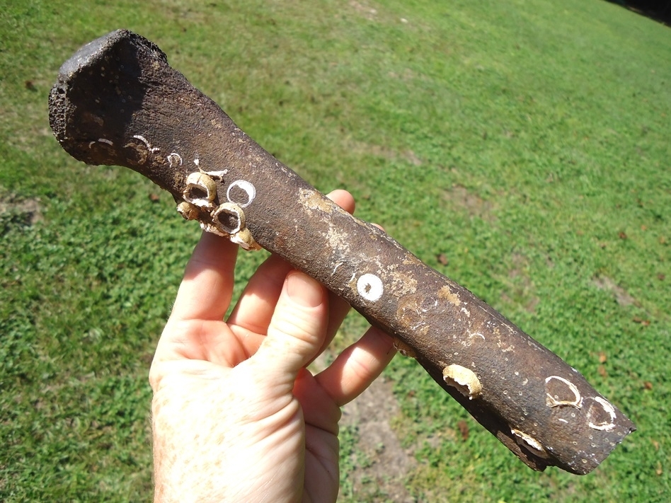 Large image 4 Unique Mastodon Rib with Barnacles