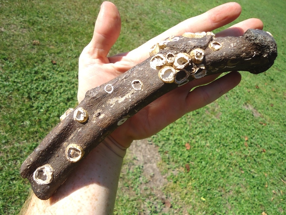 Large image 5 Unique Mastodon Rib with Barnacles