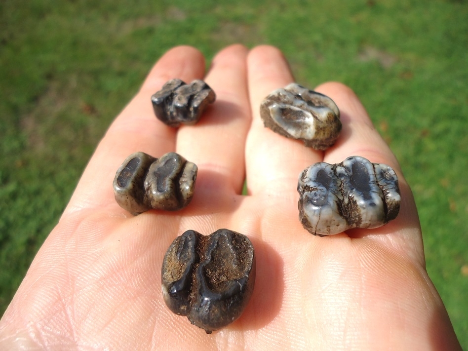 Large image 1 Five Choice Manatee Teeth