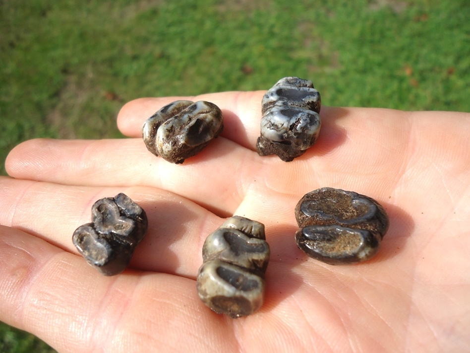 Large image 2 Five Choice Manatee Teeth