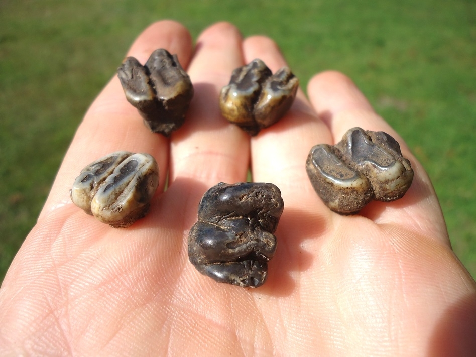 Large image 1 Five Choice Manatee Teeth