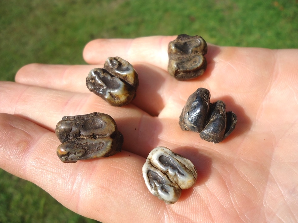 Large image 2 Five Choice Manatee Teeth