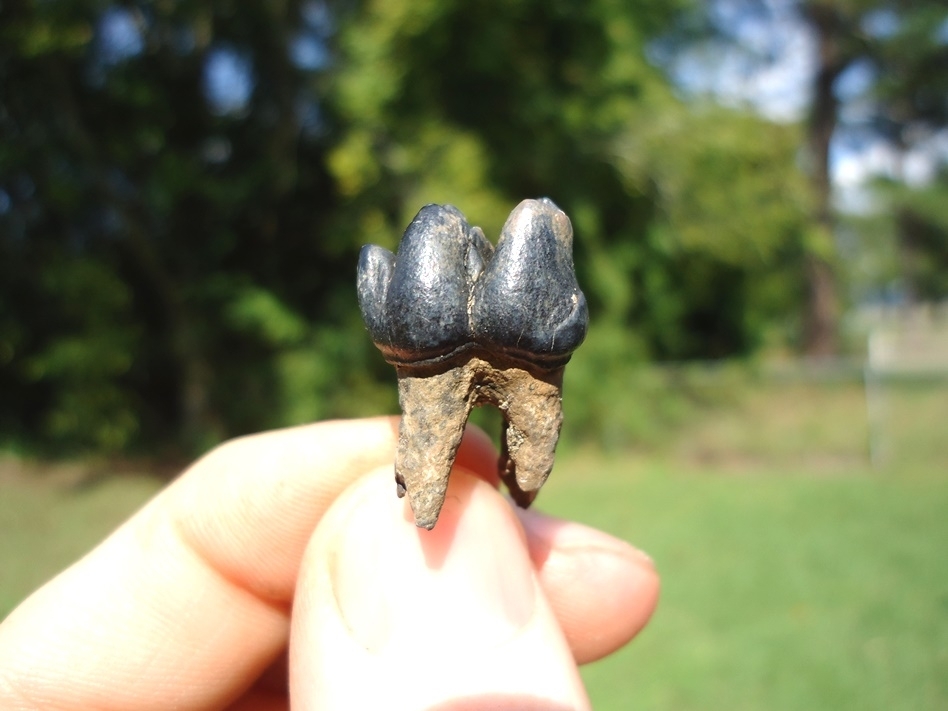 Large image 1 Very Nice Rooted Manatee Molar