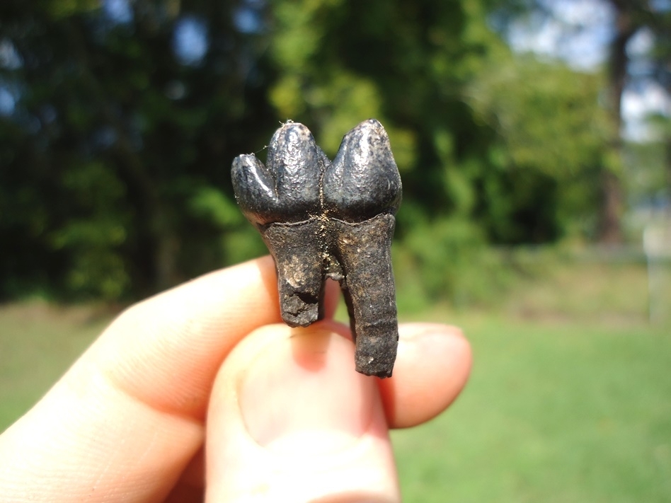 Large image 1 Very Nice Rooted Manatee Molar