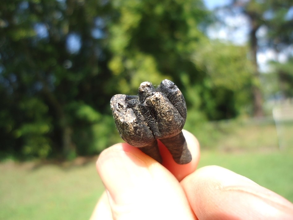 Large image 2 Very Nice Rooted Manatee Molar