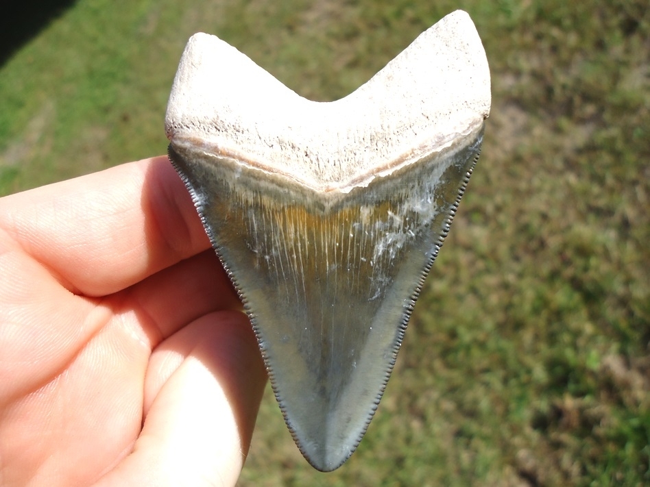 Large image 1 Gorgeous Bone Valley Megalodon Shark Tooth