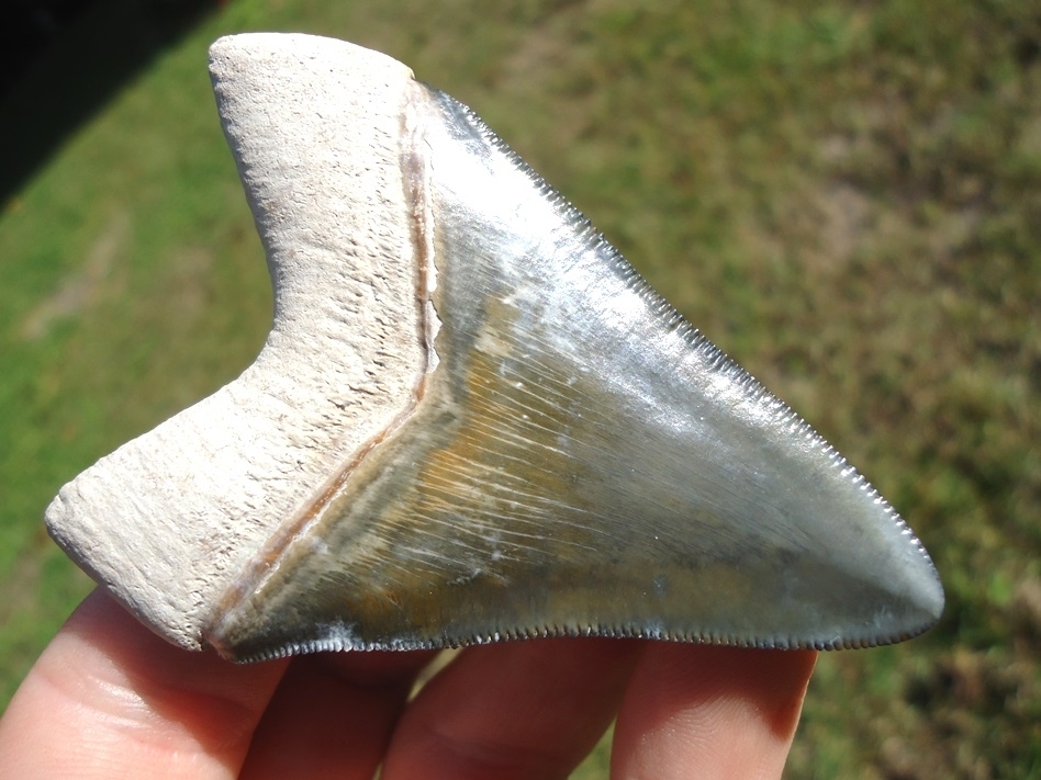 Large image 2 Gorgeous Bone Valley Megalodon Shark Tooth