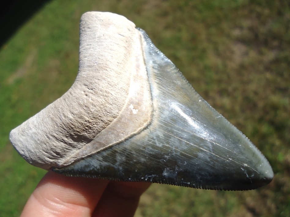 Large image 3 Gorgeous Bone Valley Megalodon Shark Tooth