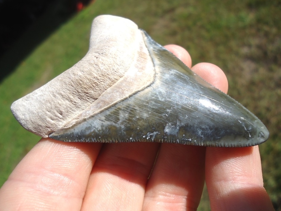 Large image 4 Gorgeous Bone Valley Megalodon Shark Tooth