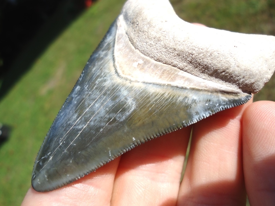 Large image 5 Gorgeous Bone Valley Megalodon Shark Tooth