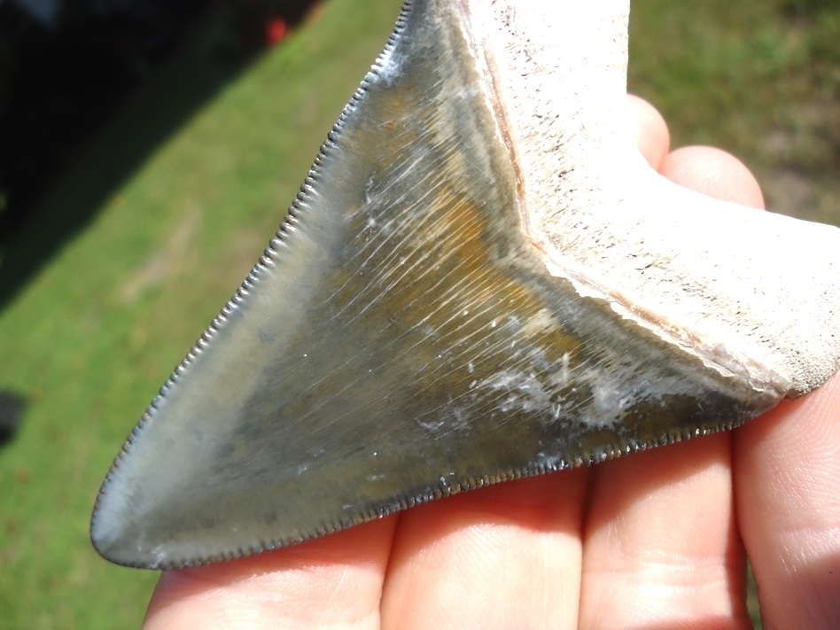 Large image 6 Gorgeous Bone Valley Megalodon Shark Tooth