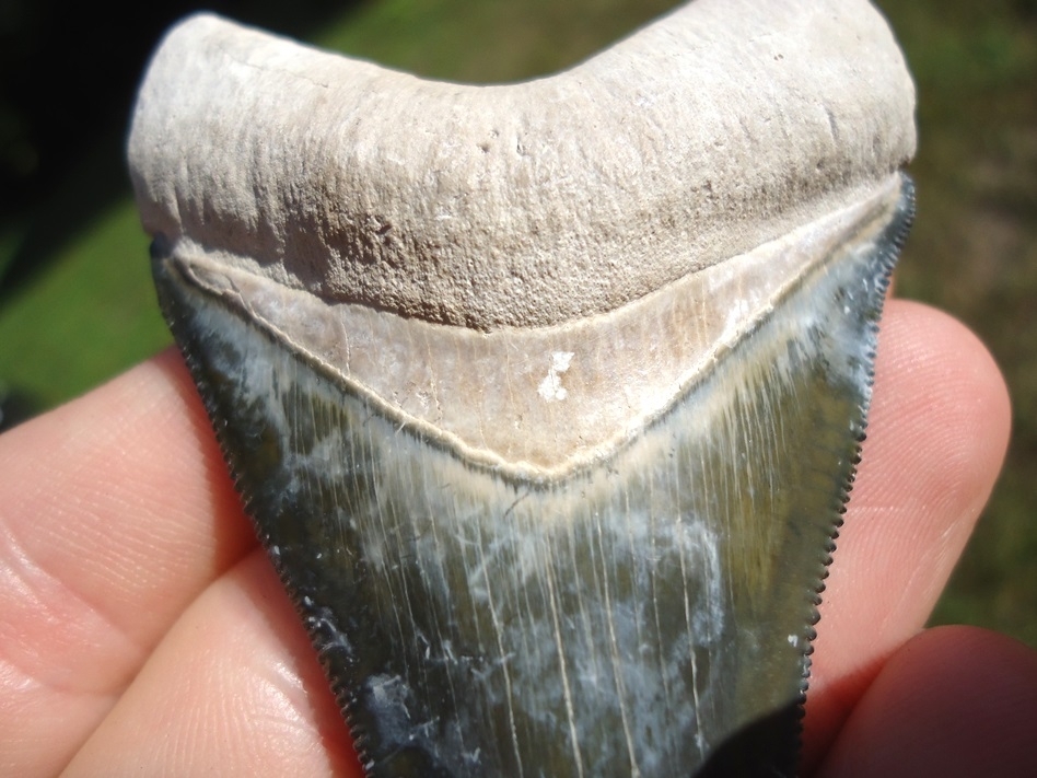 Large image 7 Gorgeous Bone Valley Megalodon Shark Tooth