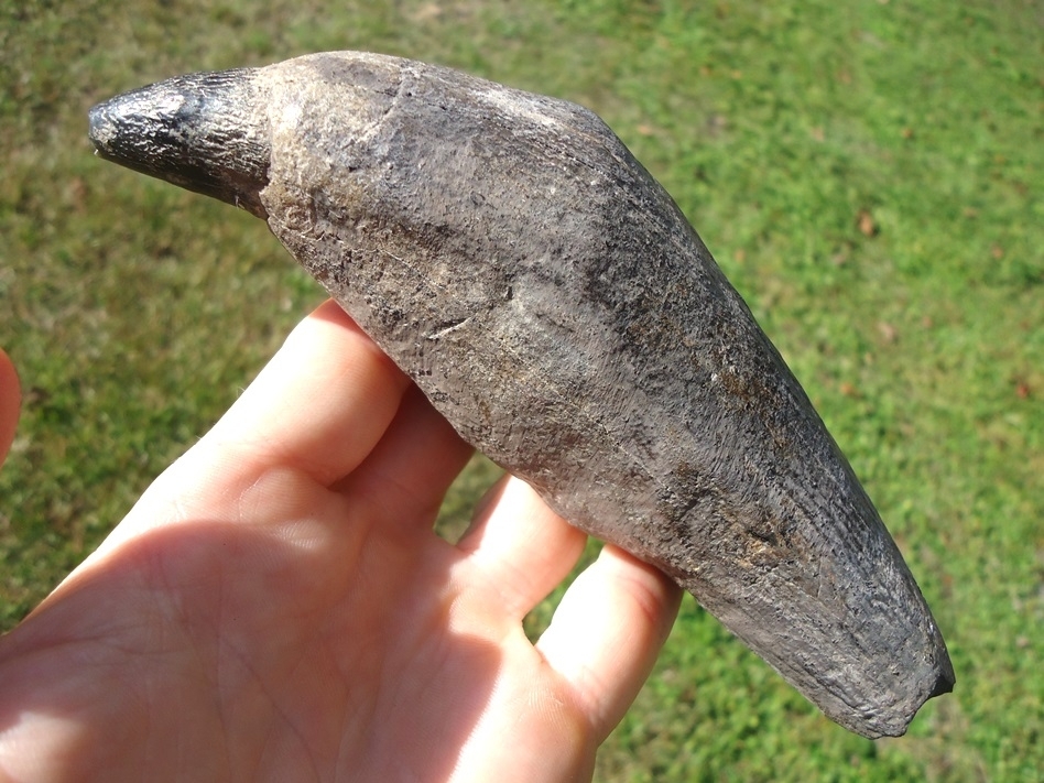 Large image 1 Magnum Over 1lb Sperm Whale Tooth