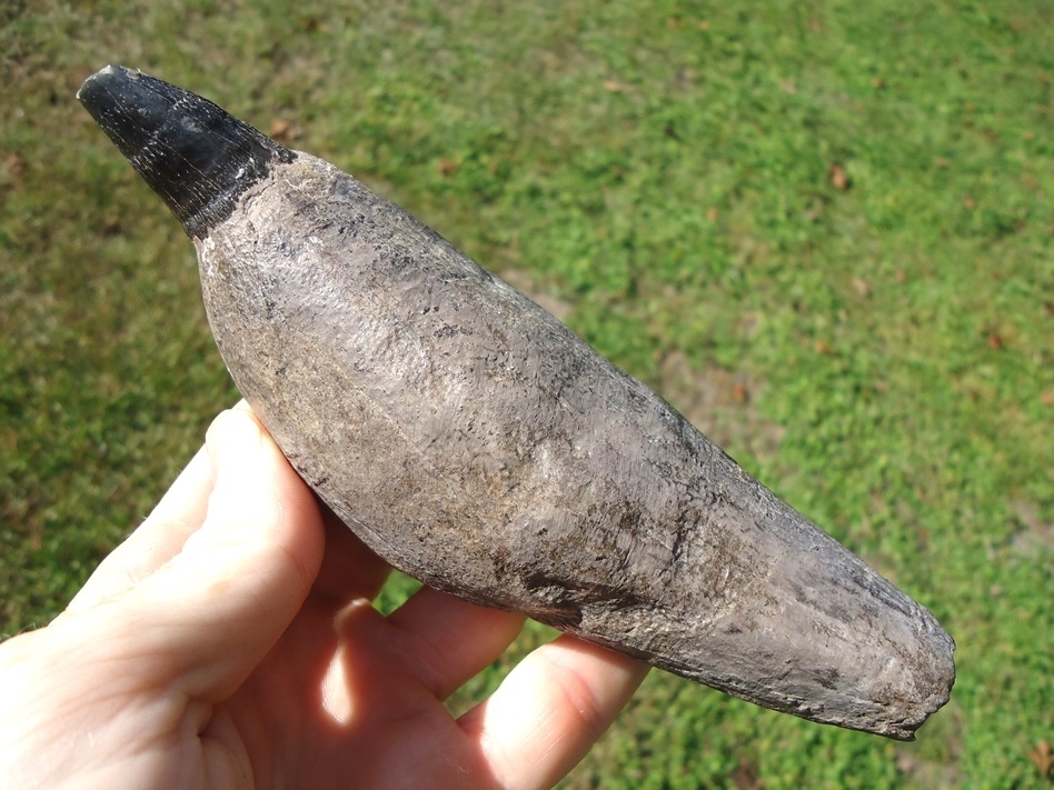 Large image 2 Magnum Over 1lb Sperm Whale Tooth