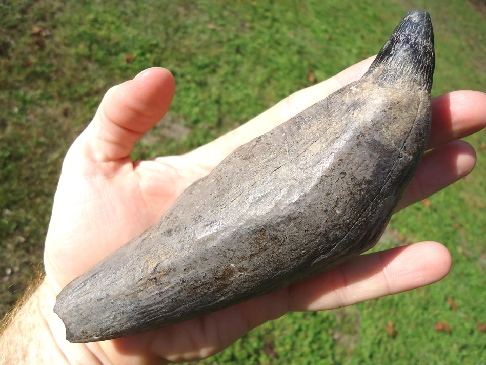 Large image 3 Magnum Over 1lb Sperm Whale Tooth