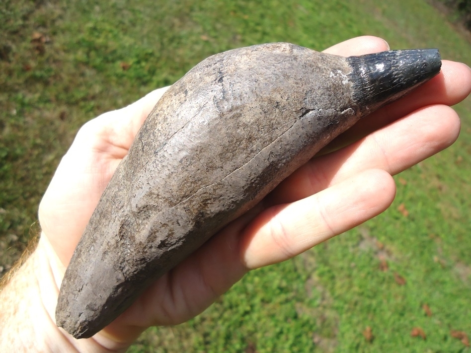 Large image 4 Magnum Over 1lb Sperm Whale Tooth