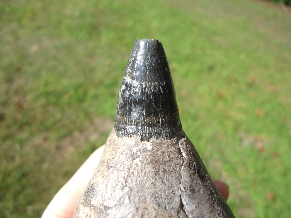 Large image 5 Magnum Over 1lb Sperm Whale Tooth