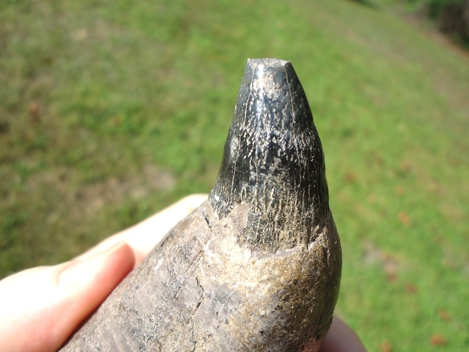 Large image 6 Magnum Over 1lb Sperm Whale Tooth