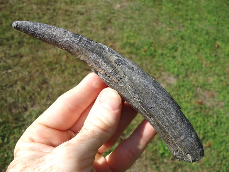 Large image 1 XL 5 3/4' Sperm Whale Tooth