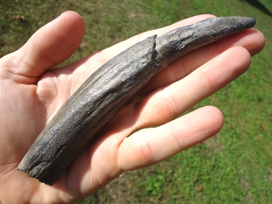 Large image 2 XL 5 3/4' Sperm Whale Tooth