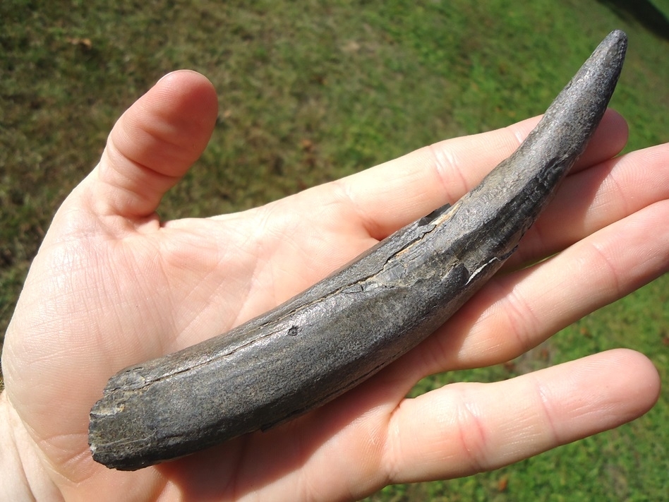 Large image 3 XL 5 3/4' Sperm Whale Tooth