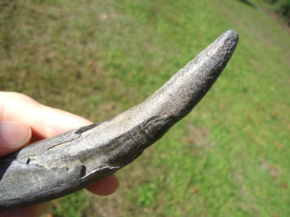 Large image 4 XL 5 3/4' Sperm Whale Tooth