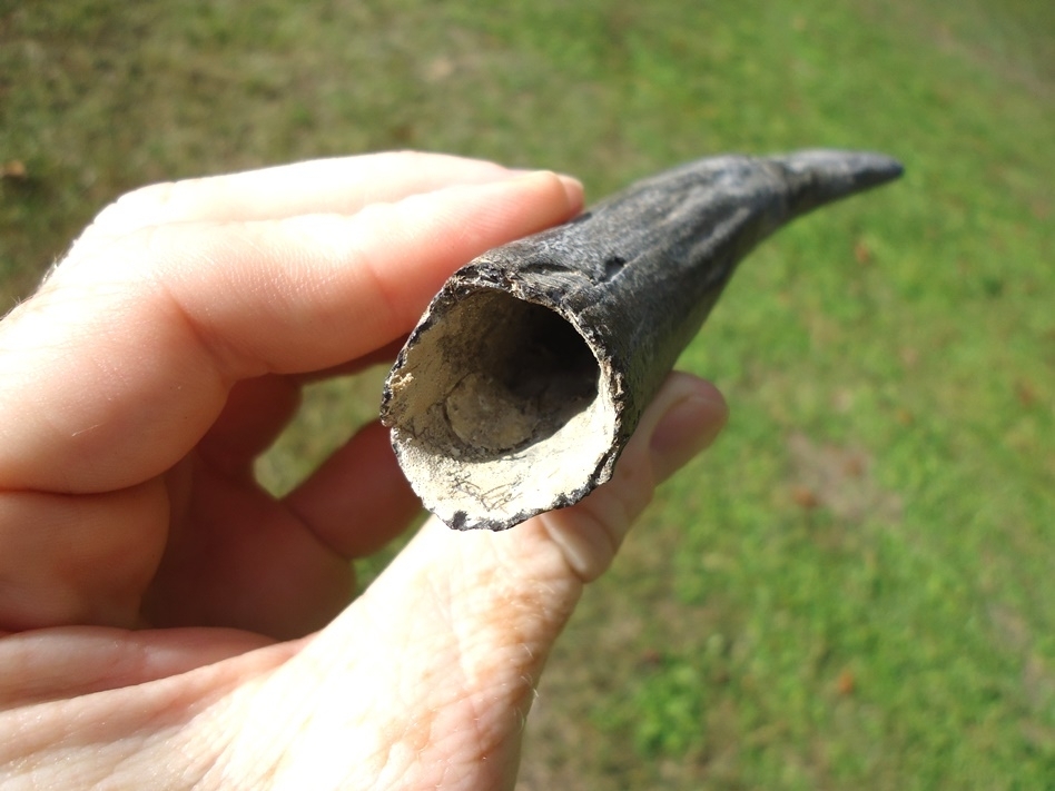 Large image 5 XL 5 3/4' Sperm Whale Tooth