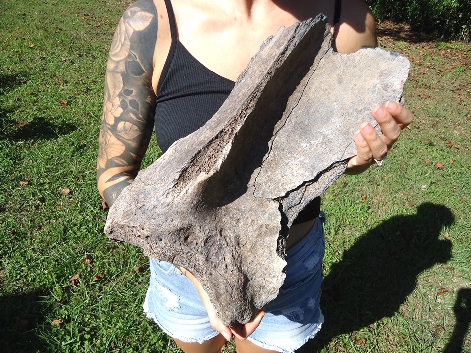 Large image 1 Huge Mastodon Scapula