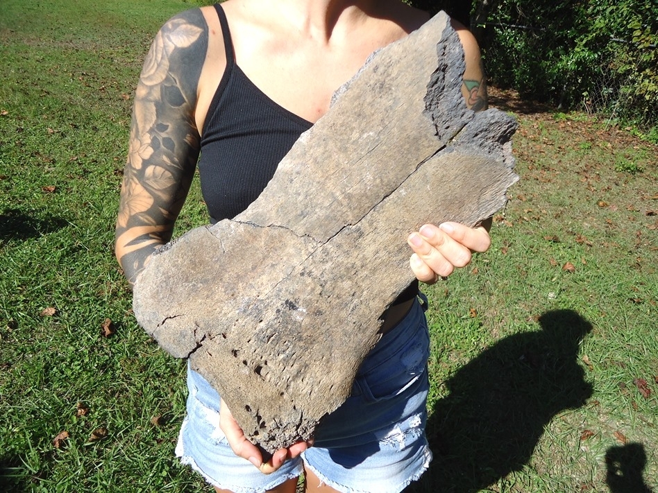 Large image 2 Huge Mastodon Scapula