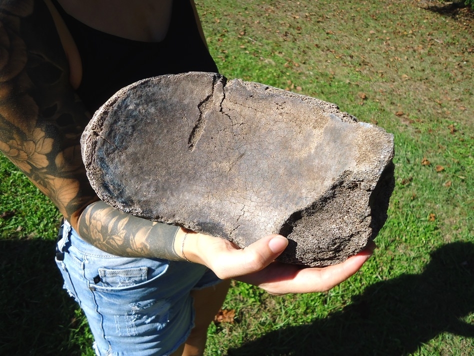 Large image 4 Huge Mastodon Scapula