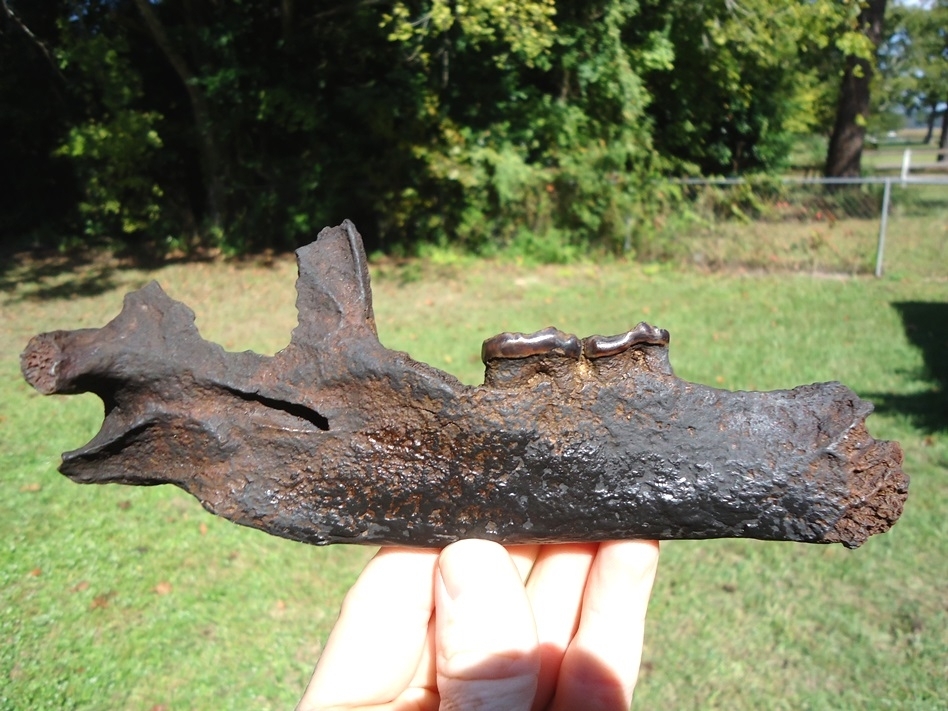 Large image 1 Very Nice Black Bear Mandible with Two Teeth