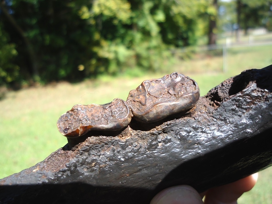 Large image 3 Very Nice Black Bear Mandible with Two Teeth