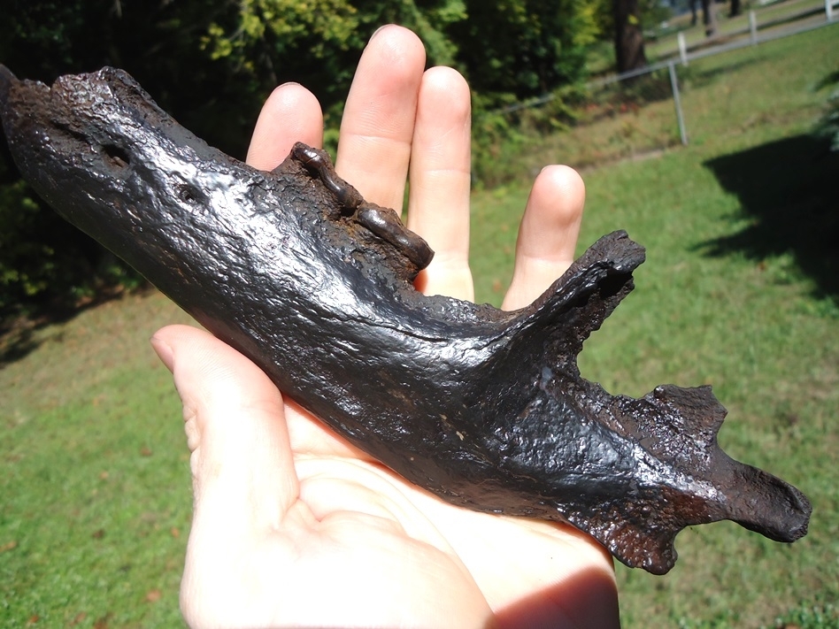 Large image 4 Very Nice Black Bear Mandible with Two Teeth