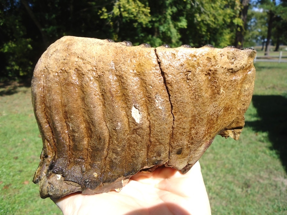 Large image 1 Excellent Mammoth Tooth