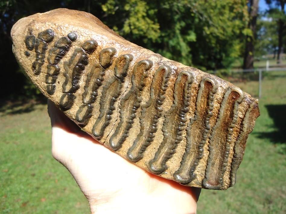 Large image 2 Excellent Mammoth Tooth