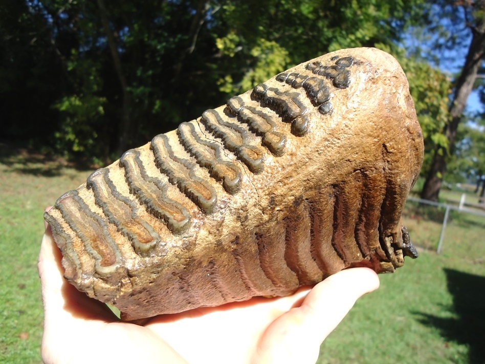 Large image 3 Excellent Mammoth Tooth