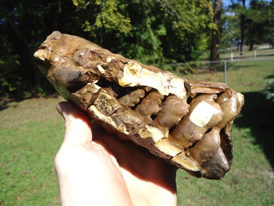 Large image 4 Excellent Mammoth Tooth