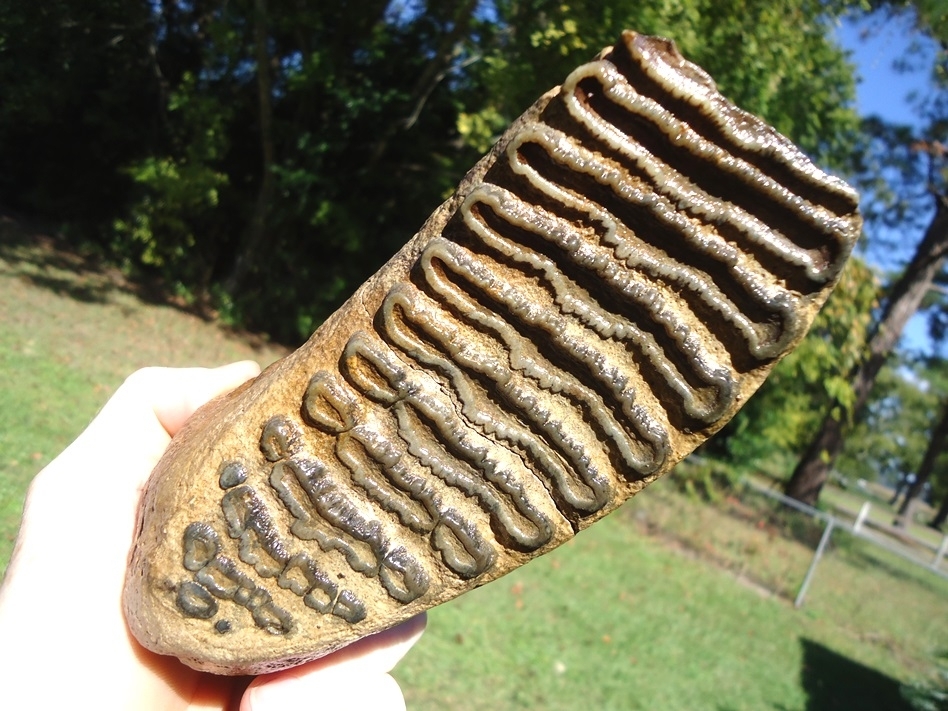 Large image 5 Excellent Mammoth Tooth