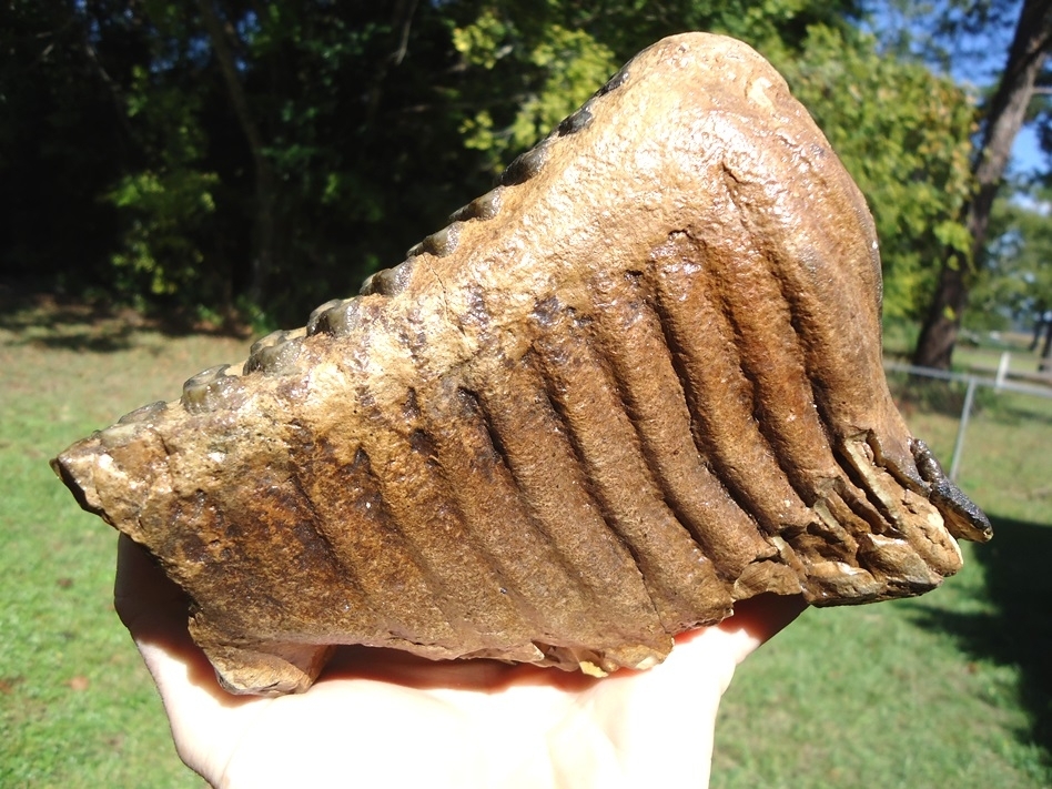 Large image 6 Excellent Mammoth Tooth