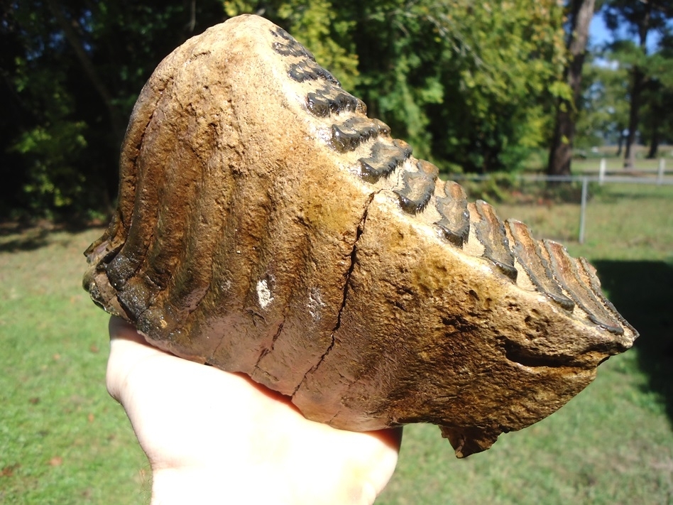 Large image 7 Excellent Mammoth Tooth