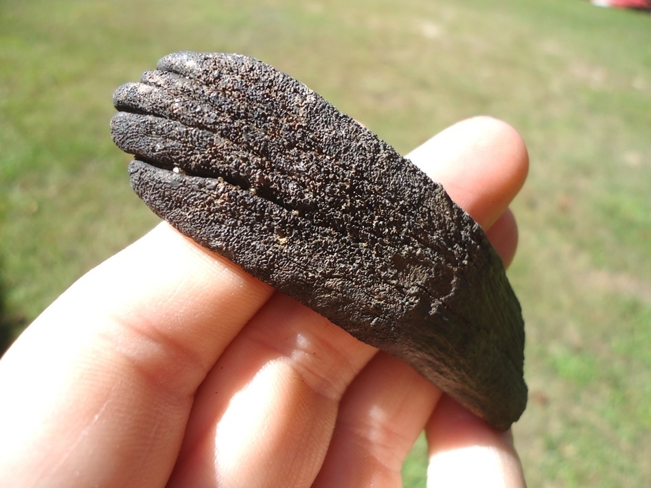 Large image 1 Unique Juvenile Mammoth Tooth Plate