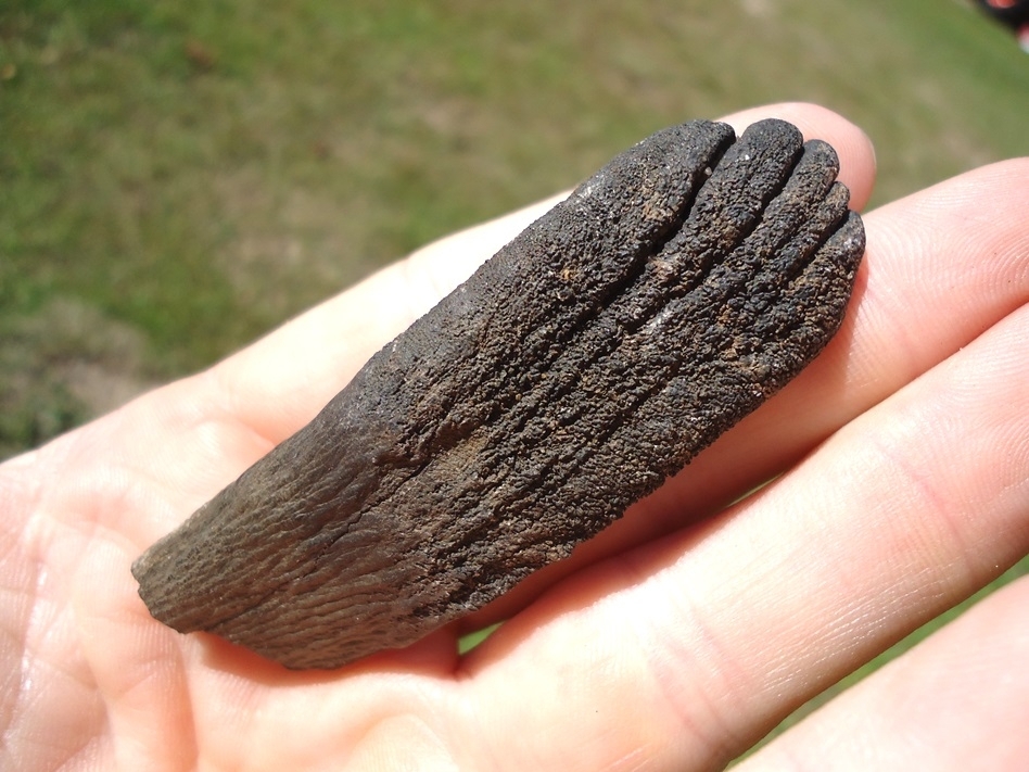 Large image 4 Unique Juvenile Mammoth Tooth Plate