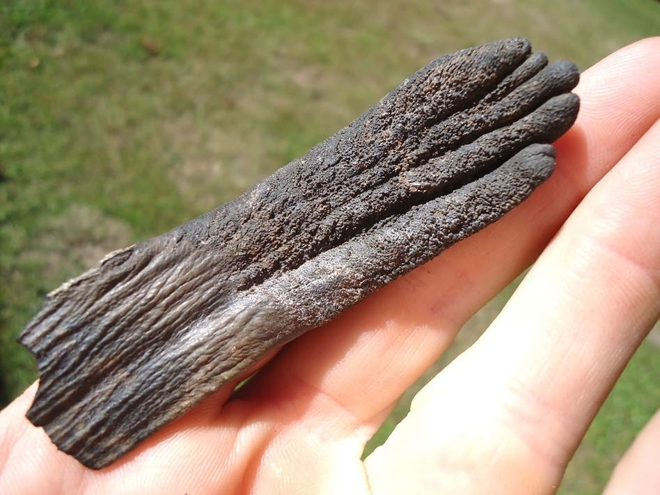 Large image 5 Unique Juvenile Mammoth Tooth Plate